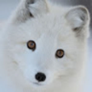 Meet your Posher, Isabel